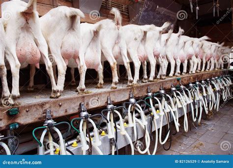 how are goats milked on a factory farm